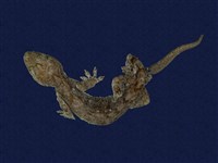 藏品(鉛山壁虎)的圖片